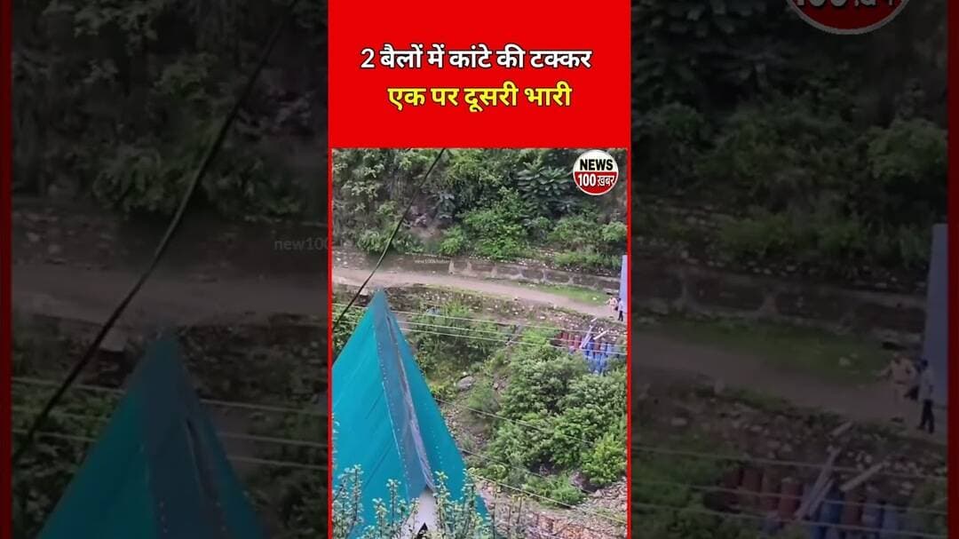 2 बैलों में कांटे की टक्कर,😳#/ #viral #youtubeshorts #bell #bull #sand #bullgill #shanks #hook #tv