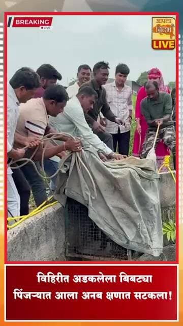 पिंजऱ्यातून बिबट्या सुटला! वनविभागाची धावपळ #BreakingNews #Leopard #maharashtra #viral