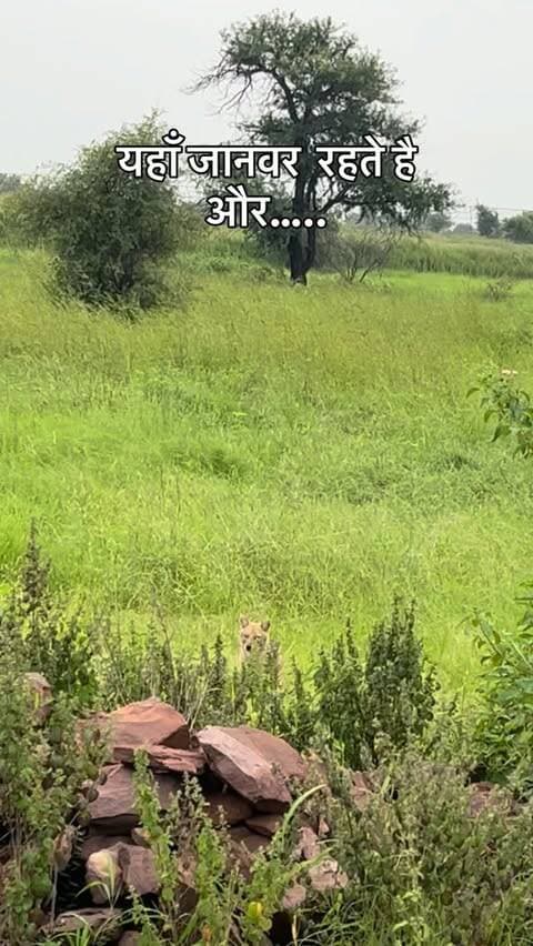 इंसान और जानवर में फर्क स्पष्ट है