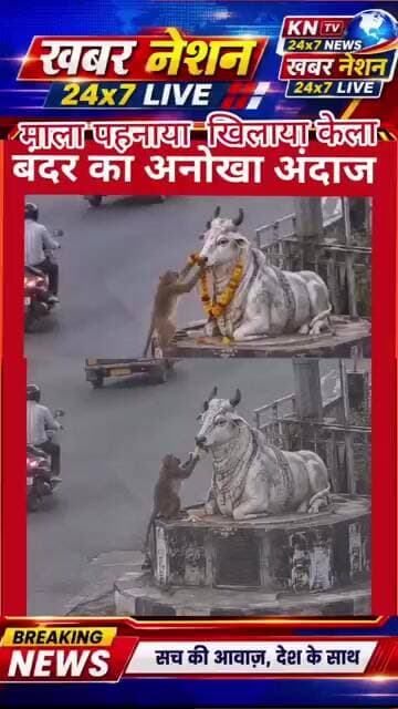 सोशल मीडिया पर वायरल हुए बंदर के दो VIDEO! गाय की प्रतिमा के सामने दिखा अनोखा नजारा