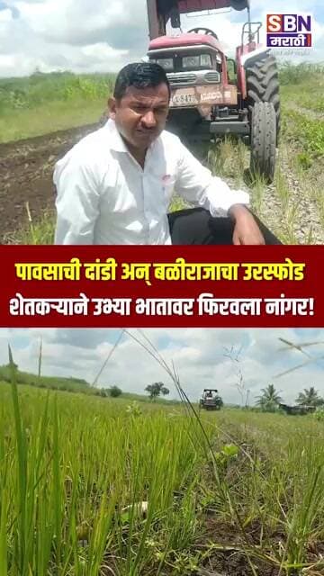 SANGLI | वाळवा तालुक्यात पावसाची दांडी, शेतकऱ्याने उभ्या भातावर फिरवला नांगर!