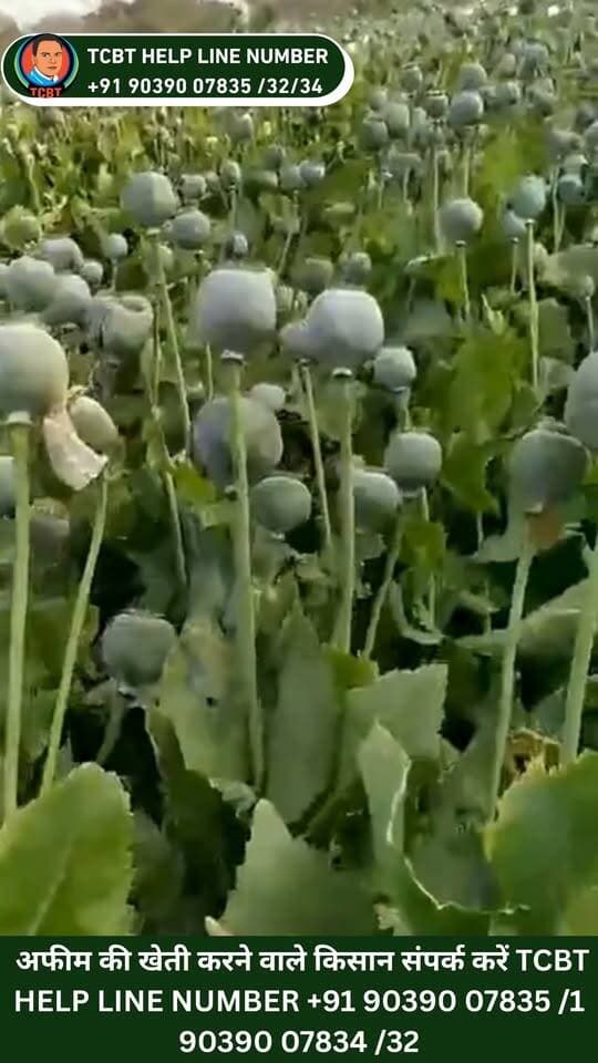 TCBT से अफीम की शानदार फसल, दोड़ो की भरमार🌱
TCBT तकनीक के साथ अधिकृत कृषि क्षेत्र में दर्ज किए गए शानदार परिणाम
TCBT (ताराचंद बेलजी तकनीक) के फार्मूलों एवं उत्पादों के उपयोग से खेत में दर्ज किए गए परिणामों की यह एक field-based case study है। 🌿
📱 TCBT App:
https://play.google.com/store/apps/details?id=com.tcbt.myapp
🌐 Website:
https://tcbtjaivikkisan.com
🛒 TCBT Products:
https://products.tcbtjaivikkisan.com
▶️ YouTube:
https://youtube.com/@TarachandBelji
📞 Customer Care: +91 90390 07832 | +91 90390 07835
#TCBT #TarachandBeljiTechnique #SustainableFarming #naturalfarming #agriculturelife #FieldStudy #tcbtkheti #organicfarming #farming #organicgardening #Gardening #afeem #AfeemKheti #khetibadi #kheti #farmer #farmerlife #farmersmarket