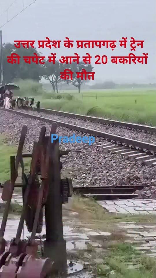 उत्तर प्रदेश के प्रतापगढ़ में ट्रेन की चपेट में आने से 20 बकरियों की मौत