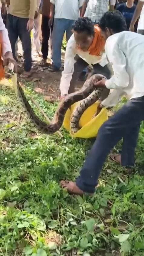 🐍 पिछोर के ग्राम बदरवास में दिखा विशाल अजगर, ग्रामीणों ने किया रेस्क्यू
शिवपुरी। जिले के पिछोर जनपद पंचायत अंतर्गत ग्राम बदरवास में एक बड़ा अजगर दिखाई देने से ग्रामीणों में हलचल मच गई। अजगर को देखकर मौके पर ग्रामीणों की भीड़ जुट गई।
ग्रामीणों ने सावधानीपूर्वक अजगर का रेस्क्यू कर उसे सुरक्षित स्थान पर छोड़ दिया। घटना के बाद ग्रामीणों ने राहत की सांस ली।
P.NEWZ INDIA | पत्रकार राम मनोहर मिश्रा
#Shivpuri #Pichhore #Badrwas #PythonRescue #SnakeRescue #PNEWZINDIA