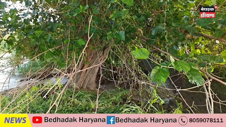 नहराना माइनर टूटने से खेतों में घुसा पानी, किसानों की मेहनत पर फिरा पानी! विभाग पर उठे सवाल
#नहराना #माइनर #किसान #किसानों_का_नुकसान #सिंचाई_विभाग #नहर #हरियाणा #सिरसा #नाथूसरीचौपटा #किसान_की_आवाज #बड़ी_खबर #BedhadakHaryanaNews