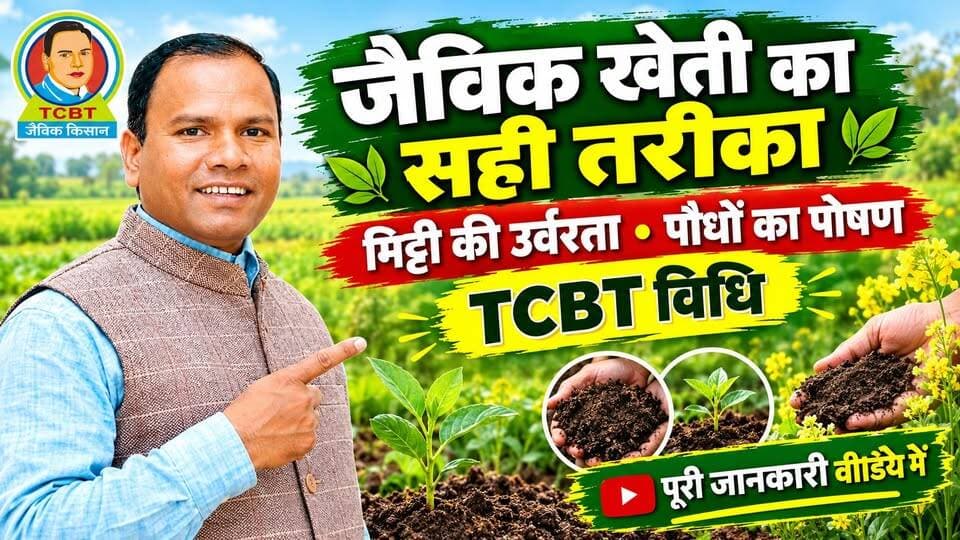 🌻सुगंधिम पुष्टिवर्धनम 🌻
खेती के लिए यह क्यों जरूरी है
🌱 किसान भाइयों के लिए जरूरी जानकारी 🌱
क्या आप कम लागत में बेहतर और टिकाऊ खेती के बारे में सीखना चाहते हैं? 🌾
इस वीडियो में TCBT विधि के माध्यम से जैविक खेती, मिट्टी की उर्वरता और पौधों के पोषण से जुड़ी महत्वपूर्ण जानकारी आसान तरीके से समझाई गई है।
👉 वीडियो पूरा देखें और खेती से जुड़ी उपयोगी जानकारी सीखें।
👉 TCBT विधि एवं कोर्स की अधिक जानकारी के लिए संपर्क करें / WhatsApp करें:
📲 +91 92320 27423
🌿 TCBT – जैविक किसान
🌾 प्राकृतिक एवं टिकाऊ खेती की ओर एक कदम
📱 TCBT App:
https://play.google.com/store/apps/details?id=com.tcbt.myapp
🌐 Website:
https://tcbtjaivikkisan.com
🛒 TCBT Products:
https://products.tcbtjaivikkisan.com
▶️ YouTube:
https://youtube.com/@TarachandBelji
📞 Customer Care: +91 90390 07832 | +91 90390 07835
#TCBT #tarachandbeljitechnique #sustainablefarming #naturalfarming #AgricultureLife #FieldStudy #tcbtkheti