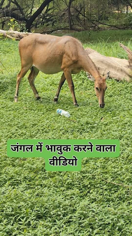 चर्चा हो रही थी यह नर है या मादा हमने सोचा वीडियो डालकर आपको पूछ ले क्योंकि इसका तो हमको नाम ही नहीं मालूम।