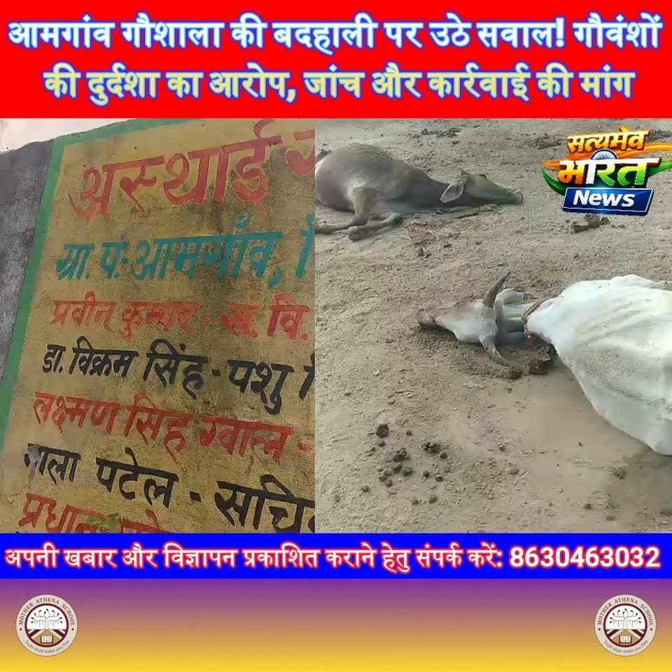 आमगांव गौशाला की बदहाली पर उठे सवाल! गौवंशों की दुर्दशा का आरोप, जांच और कार्रवाई की मांग | #Budaun #BudaunNews #Gaushala #CowProtection #GauSeva #UPNews #ViralNews #BreakingNews सत्यमेव भारत न्यूज Tejan Rastogi Lav Rajput Rana Budaun Police Vikendra Sharma Er Rana Pratap Singh