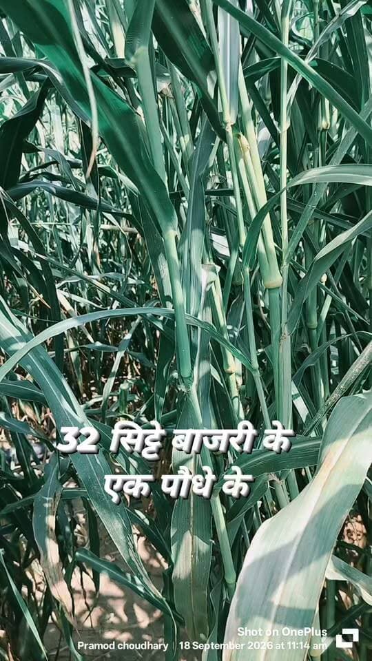 बाजरी के एक पौधे के 32 सिट्टे। देशी बाजरी है और बीज बनाऊंगा इसका। कल सही से गिनती नहीं कर पाया था
