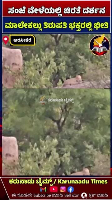 ಮಾಲೇಕಲ್ಲು ತಿರುಪತಿ ಬೆಟ್ಟದ ಬಳಿ ಚಿರತೆ ಪ್ರತ್ಯಕ್ಷ: ಸ್ಥಳೀಯರಲ್ಲಿ ಆತಂಕ #karunaadutimes