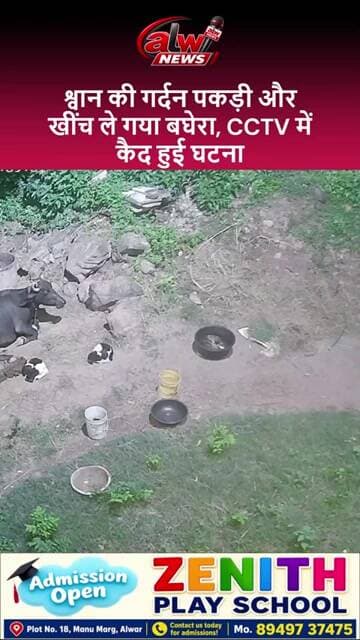 नया गांव बोलका में बघेरे का आंतक, श्वान को बनाया निवाला #alwarnews #alwar #trending
