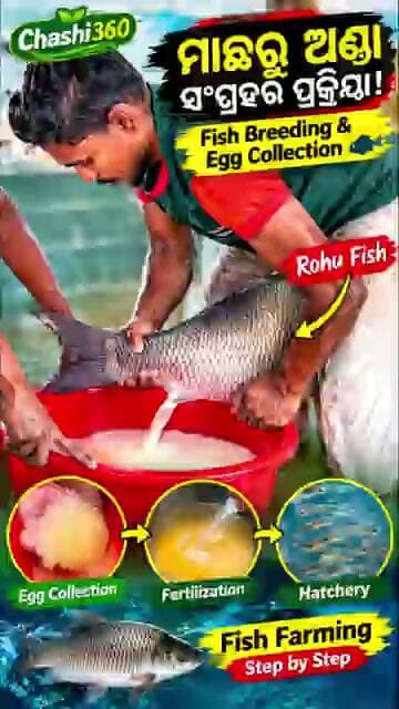 🐟 Fish Breeding Process | ମାଛରୁ ଅଣ୍ଡା ସଂଗ୍ରହର ସମ୍ପୂର୍ଣ୍ଣ ପ୍ରକ୍ରିୟା 😱 #farming #fish #fishing #fyp