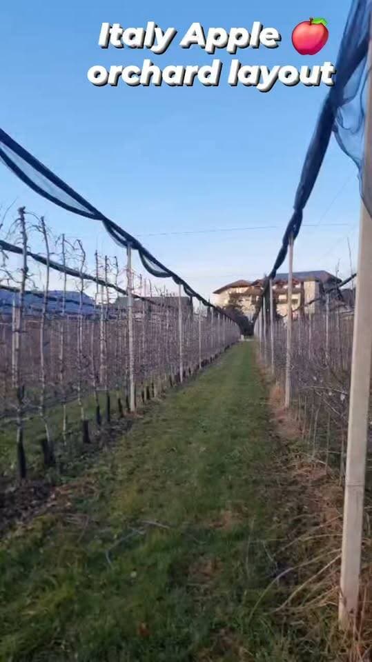 Italy orchard layout