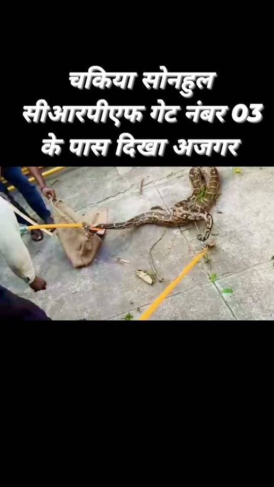चकिया सोनहुल गेट नंबर 03 के पास दिखा विशालकाय अजगर...
वन विभाग की टीम मौके पर पहुंच कर अजगर को पकड़ा
देखने के लिए मौके पर जुटी लोगो की भीड़
#reelschallenge #trendingreels #explore #fbreelsvideo #viralreelschallenge #viralreels #trend #fbreels #animals #crpf_heart_of_india
Animal Planet Department of Animal Husbandry, Madhya Pradesh Chandauli Samachar Chandauli Times Chhotelal Singh Kharwar कैलाश आचार्य Varanasi 360 Shailesh Kumar
