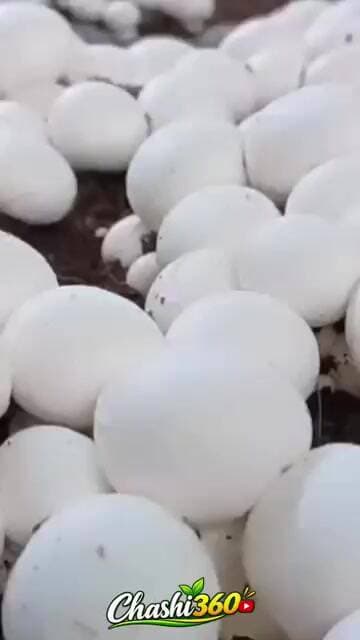 🍄 Thousands of Mushrooms Growing on One Farm! 😱