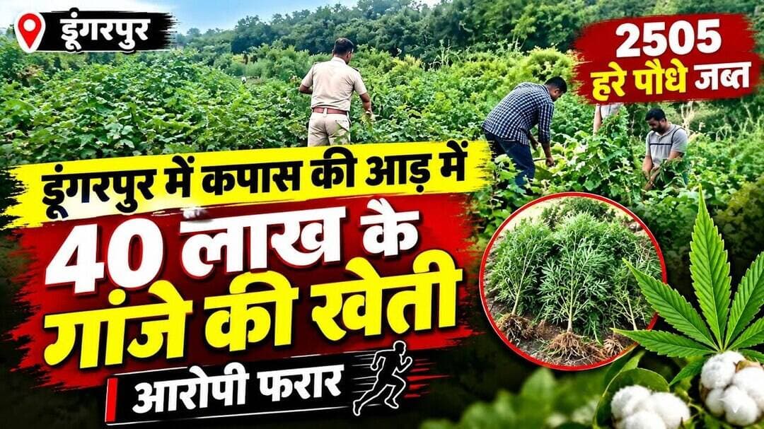 डूंगरपुर में कपास की आड़ में 40 लाख के गांजे की खेती #shorts #viral #reels #dungarpur #dungarpurnews