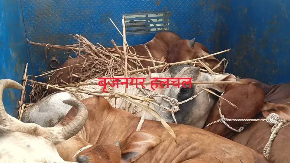 #गोतस्करों_के_चंगुल_से_पांच_गोवंश_किए_बरामद__