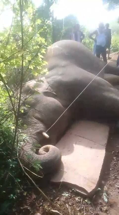 *मऊगंज: मलकपुर में करंट लगने से मादा हाथी की मौत*
*मऊगंज।* जिले के मलकपुर में आज रात एक बड़ी घटना सामने आई है। करंट लगने से एक मादा हाथी की मौत हो गई।
बताया जा रहा है कि हाथियों का यह जोड़ा पिछले 6 महीनों से मऊगंज, रीवा और सीधी जिले में घूम रहा था। रात में जब यह जोड़ा मलकपुर में एक आदिवासी के घर के पास पहुंचा, तो खुले करंट के तार में सूंड फंसने से मादा हाथी की मौत हो गई।
घटना के बाद वन विभाग की लापरवाही और बिजली विभाग पर सवाल उठ रहे हैं। ग्रामीणों का कहना है कि लंबे समय से हाथियों के विचरण की जानकारी के बावजूद सुरक्षा के पर्याप्त इंतजाम नहीं किए गए।
प्रशासन अब इस मामले में क्या कार्रवाई करता है, इस पर सभी की नजर है।