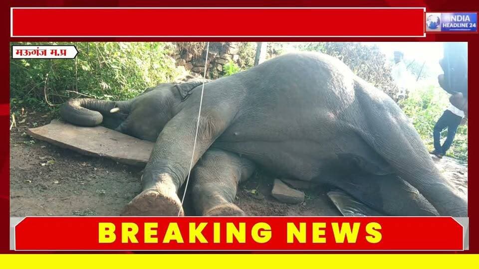 मऊगंज में हथिनी की मौत पर बड़ा सवाल—जब हाथियों की निगरानी थी तो बिजली के तारों से सुरक्षा क्यों नहीं हुई?
#Mauganj #MadhyaPradesh #MPNews #Rewa #Sidhi #Shahdol #Elephant #ElephantDeath #Wildlife #WildlifeProtection #ForestDepartment #MauganjNews #BreakingNews #MPBreaking #IndiaHeadline24 #ViralNews #NewsReel #MadhyaPradeshNews #GaneshChaturthi