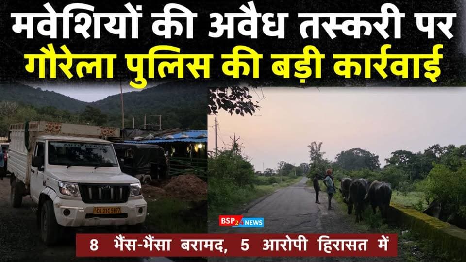गौरेला पुलिस की बड़ी कार्रवाई 🚨
अवैध मवेशी परिवहन के मामले में 8 भैंस-भैंसा बरामद, 5 आरोपी हिरासत में। दो पिकअप वाहन और 4 मोबाइल समेत करीब ₹12.30 लाख की संपत्ति जब्त।
#Gaurela #GPM #GaurelaPolice #Chhattisgarh #AnimalSmuggling