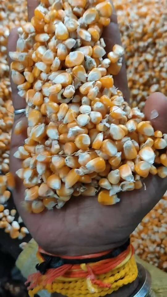 धामनोद मंडी में आज नई मक्का का भाव इस प्रकार रहा, आज मक्का 1630 से लेकर 1900 तक नमी और क्वालिटी अनुसार बिकी...
आज कुछ कम नमी वाली मक्का 1940 से 2050 तक भी बिकी...
19 सितंबर 2026
Dhamnod Mandi Bhav
.
.
.
.
.
.
.
.
.
.
.
.
.
.
.
.
#dhamnodmandibhav #makkarates #makkamandibhav #mandinews #makkakabhav