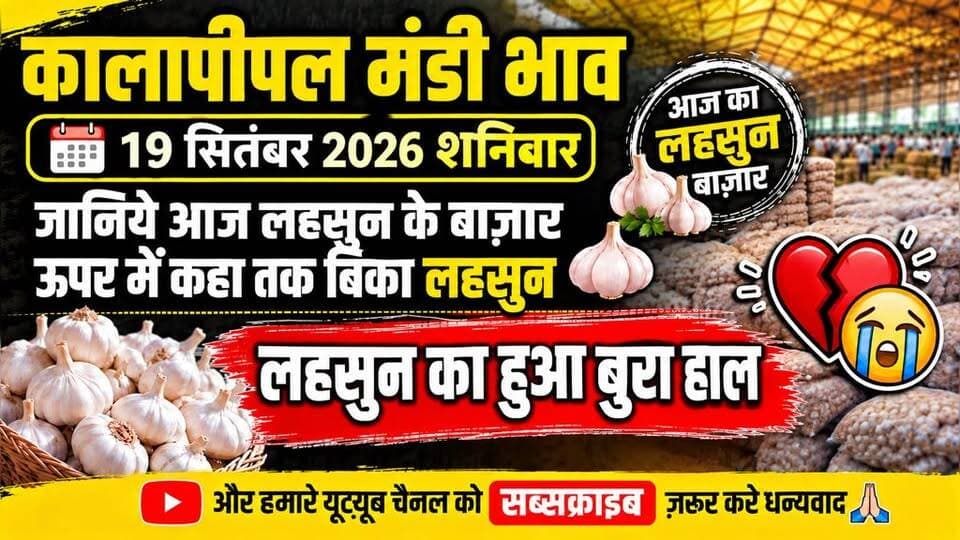 19 सितंबर 2026 को कालापीपल मंडी में लहसुन का भाव