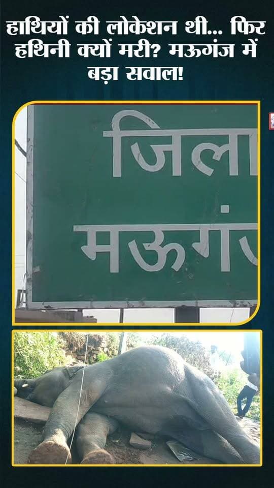 गणेश उत्सव में गजराज की पूजा, मऊगंज में करंट से हाथी की मौत! 6 महीने से थी आवाजाही—फिर सुरक्षा इंतजाम कहां थे?
#IndiaNews #BreakingNews #MadhyaPradeshNews #MPNews #Mauganj #Rewa #Sidhi #Shahdol #WildlifeNews #ElephantNews #ElephantDeath #ForestDepartment #ElectricityDepartment #WildlifeProtection #GaneshUtsav #Gajraj #HindiNews #LatestNews #ViralNews #MauganjNews #MPBreakingNews