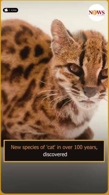 New Cat Species discovered In Bolivia | Scientists identify Leopardus Tilcayo | News Ei Samay