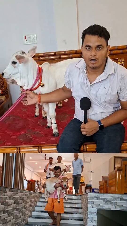 🐄 सिर्फ 1 फीट की गाय, कीमत सुनकर उड़ जाएंगे होश! करोड़ों में है इसकी कीमत