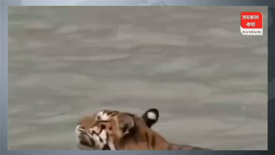জঙ্গলের পথে হঠাৎ রাজকীয় আবির্ভাব, পর্যটকের ক্যামেরায় রয়েল বেঙ্গল টাইগার। ফাইল- ভিডিও