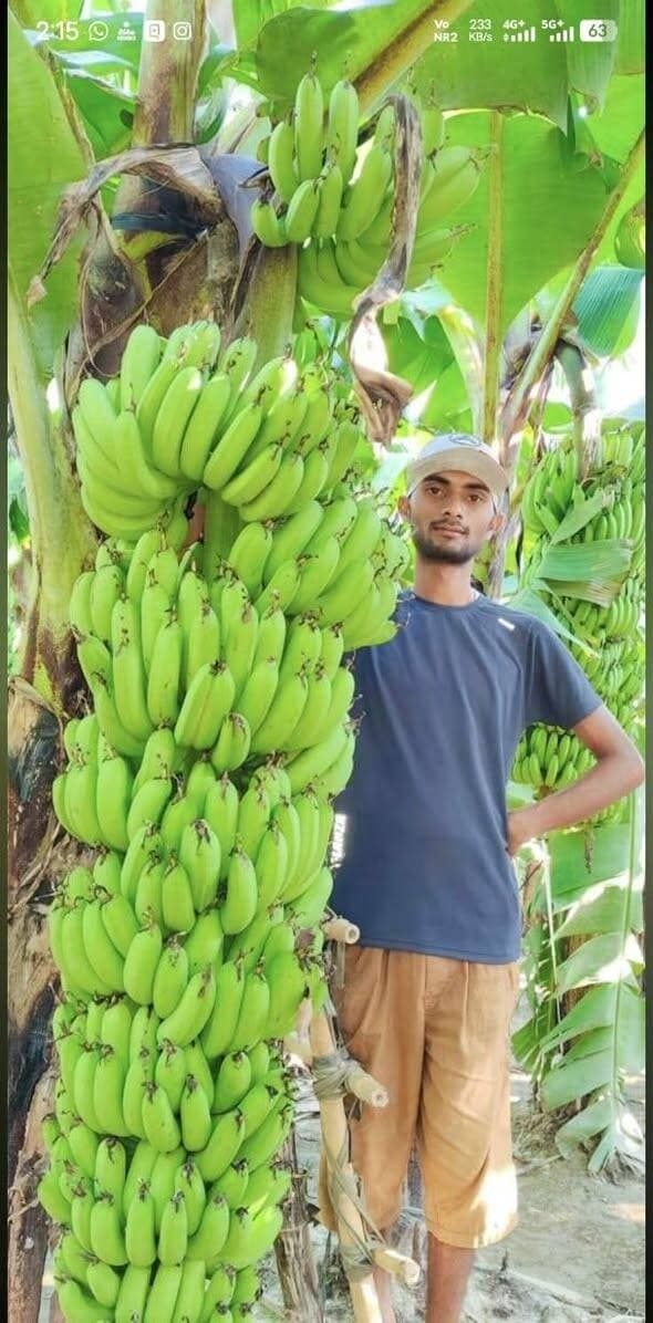 केले की खेती ने बदली भगवती प्रसाद की आर्थिक स्थिति, उद्यान विभाग की योजना से मिली नई राह
हरदोई। उद्यान विभाग की एकीकृत बागवानी विकास मिशन योजना का लाभ लेकर ग्राम मुठिया, विकासखंड कोथावां निवासी भगवती प्रसाद ने केले की खेती को अपनाकर अपनी आय में बढ़ोतरी की है। कभी परंपरागत गेहूं और धान की खेती करने वाले भगवती प्रसाद अब केले की खेती से बेहतर आमदनी प्राप्त कर रहे हैं।
भगवती प्रसाद के अनुसार, गेहूं और धान की खेती में मेहनत अधिक करने के बावजूद आमदनी अपेक्षाकृत कम होती थी। इसी दौरान उन्हें उद्यान विभाग की ओर से एकीकृत बागवानी विकास मिशन योजना के तहत नवीन उद्यान रोपण में केले की खेती पर मिलने वाले अनुदान की जानकारी मिली।
योजना से प्रेरित होकर उन्होंने वर्ष 2025-26 में 0.4 हेक्टेयर क्षेत्र में केले की खेती के लिए पंजीकरण कराया। फसल का सत्यापन होने के बाद उन्हें उद्यान विभाग की ओर से 16,800 रुपये का अनुदान उनके बचत खाते में प्राप्त हुआ।
भगवती प्रसाद ने बताया कि केले की खेती में उन्हें करीब 1.10 लाख रुपये की लागत आई और लगभग 430 क्विंटल केले की उपज प्राप्त हुई। बाजार में उपज की बिक्री से उन्हें करीब 2.50 लाख रुपये की आय प्राप्त हुई है।
उन्होंने बताया कि केले की खेती से मिले लाभ से वह काफी खुश हैं। उनकी खेती को देखकर गांव और आसपास के किसानों में भी केले की खेती के प्रति रुचि बढ़ी है और कई लोगों ने केले की खेती शुरू की है।
उद्यान विभाग की योजना से मिली सहायता ने भगवती प्रसाद के लिए पारंपरिक खेती के साथ बागवानी को आय के बेहतर विकल्प के रूप में स्थापित करने में मदद की है।