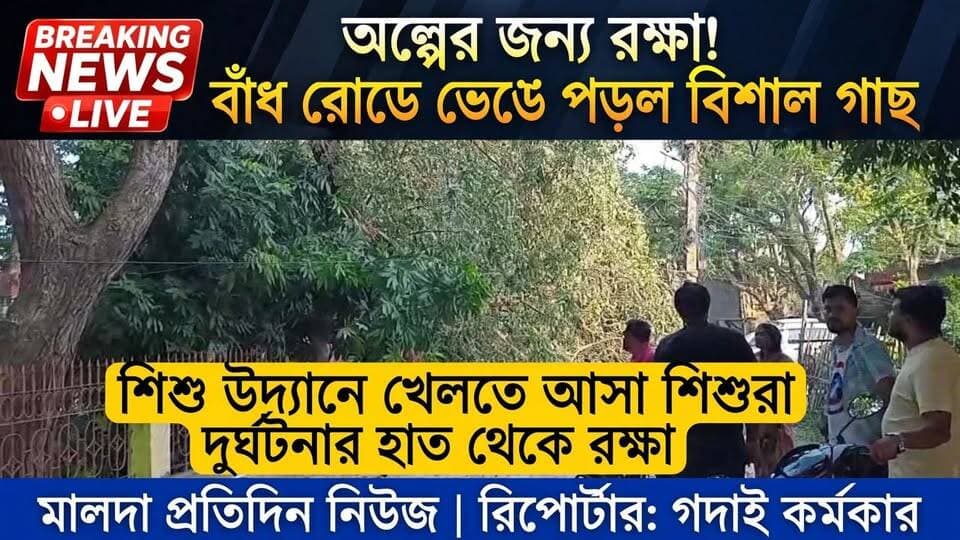 গদাই কর্মকার মালদা : অল্পের জন্য রক্ষা।
দুর্ঘটনার হাত থেকে রক্ষা পেল শিশু উদ্যানে খেলতে আসা শিশুরা। শনিবার বিকেলে আচমকাই বিশাল আকৃতির একটি শিশু গাছের মোটা ডাল ভেঙে পড়ে পার্কের একাংশ এবং রাস্তায়। ক্ষতিগ্রস্ত হয় পার্কের দেওয়াল ঘেসা আস্থা যোগাসন কেন্দ্রের একাংশ। ঘটনাটি ঘটেছে, ইংরেজবাজার পুরসভার ১ নম্বর ওয়ার্ডের মাধবনগর বাঁধ রোড এলাকায়। গাছ ভেঙে পড়ায় দীর্ঘক্ষণ অবরুদ্ধ হয়ে থাকে বাঁধ রোড।
স্থানীয় বাসিন্দারা জানান, এলাকায় আরও কয়েকটি বড় ও পুরনো গাছ রয়েছে। প্রশাসনের উদ্যোগে দ্রুত দুর্বল গাছগুলি চিহ্নিত করে ব্যবস্থা না নিলে ভবিষ্যতে বড়সড় দুর্ঘটনা ঘটতে পারে। বাঁধ রোডের দু’পাশে রয়েছে দুটি পার্ক। বিকেল হলেই সেখানে বহু শিশু খেলাধুলা করে। পাশাপাশি প্রতিদিন প্রাতঃভ্রমণ ও সান্ধ্যভ্রমণে বের হন বহু মানুষ। ভিড়ের সময় এই ধরনের বড় গাছ ভেঙে পড়লে প্রাণহানির আশঙ্কা রয়েছে। তাই দ্রুত রাস্তা পরিষ্কার করার পাশাপাশি বিপজ্জনক গাছগুলি কেটে নিরাপদ পরিবেশ তৈরির জন্য স্থানীয়রা প্রশাসনের কাছে আবেদন জানিয়েছেন।