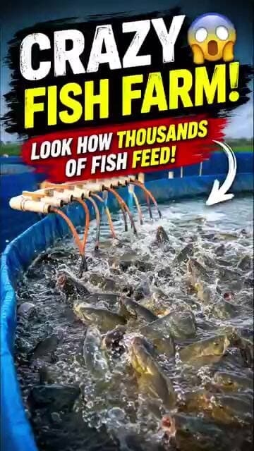 🐟 Crazy Fish Farm! Thousands of Fish Feeding at Once 😱 | Amazing Fish Farming