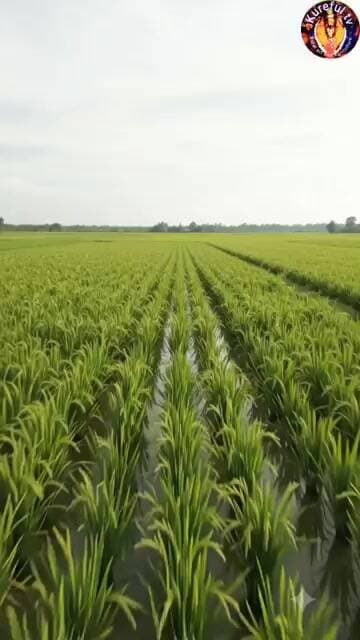 #ଧାନଚାଷ #kurefultv #paddyfarming #blb#ହଳଦିଆ ଧାନ ପତ୍ର ହେଲେ,#Graliz bactriacide