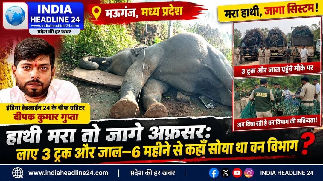 **'जब बेजुबान हाथी की जान चली गई, तब जागे अंधी-बहरी सरकार के अफसर! मऊगंज-रीवा में मौत के बाद लाए गए 3 ट्रक, जाल और 2 ट्रेंड कुमकी हाथी; संपादक दीपक कुमार गुप्ता का सीधा सवाल— 6 महीने पहले क्यों लकवा मारा था प्रशासन को?'**
**मऊगंज/रीवा।** मऊगंज और रीवा जिले में वन विभाग और विद्युत विभाग की आपराधिक लापरवाही, घमंड और निकम्मेपन का खौफनाक नतीजा अब एक बेजुबान हाथी की दर्दनाक मौत के रूप में देश के सामने आ चुका है। रीवा परिक्षेत्र के कक्ष क्रमांक पी-333 बीट सीतापुर की सीमा के पास ग्राम मलकपुर (कठौतिया टोला) के राजस्व क्षेत्र में शनिवार को विद्युत के नंगे तारों की चपेट में आने से हाथी की तड़प-तड़पकर मौत हो गई। 19 सितम्बर 2026 को घटना के बाद वन विकास निगम और रीवा-सीधी परियोजना मंडल के अधिकारी अब कागजी लीपापोती और कानूनी प्रक्रियाओं का राग अलाप रहे हैं। वन विभाग के अनुसार 20 सितम्बर 2026 को वन्यजीव स्वास्थ्य अधिकारी द्वारा शव का पोस्टमार्टम किया जाएगा और एनटीसीए (NTCA) की एसओपी (SOP) के अनुसार दाह संस्कार करने का ढोंग रचा जाएगा। लेकिन सबसे बड़ा और चुभता हुआ सवाल यह उठता है कि जिस बेजुबान की जान जाने के बाद आज आनन-फानन में 3 बड़े ट्रक, भारी-भरकम जाल और बिछड़े हाथी को पकड़ने के लिए 2-2 ट्रेंड (कुमकी) हाथी मंगाए गए हैं— आखिर यह तामझाम पिछले 6 महीनों से कहाँ सोया हुआ था? इंडिया हेडलाइन 24 के संपादक दीपक कुमार गुप्ता पिछले 6 महीनों से लगातार पल-पल की खबर देकर इस हाथियों के जोड़े पर मंडराते खतरे और ग्रामीणों की सुरक्षा का अलर्ट जारी कर रहे थे। अगर यही 3 ट्रक, रेस्क्यू जाल और कुमकी हाथी 6 महीने पहले मंगा लिए गए होते, तो आज उस मासूम बेजुबान की इस तरह दर्दनाक बलि न चढ़ती! अभी कुछ ही दिन पहले मऊगंज के डूडा दुआरी में 33 हजार वोल्ट के जर्जर तारों की चपेट में आने से 4 मासूम गायों की तड़प-तड़पकर मौत हुई थी, और अब राष्ट्रीय धरोहर माने जाने वाले हाथी का कत्ल हो गया। यह साफ साबित करता है कि मऊगंज और रीवा जिले के प्रशासन, वन विभाग की DFO, RO वर्षा सिंह और विद्युत विभाग के अधिकारियों की आंखों और जमीर में पूरी तरह 'लकवा' मार चुका है! जब तक कोई बड़ा हादसा न हो जाए या बेजुबान बेमौत न मारे जाएं, तब तक ये अफसर एसी कमरों में हाथ पर हाथ धरे बैठे रहते हैं और दावतों में मस्त रहते हैं। अब जब हाथी बिछड़ चुका है और उसका साथी दम तोड़ चुका है, तब जाकर वन महकमा रेस्क्यू की नौटंकी कर रहा है। संपादक दीपक कुमार गुप्ता प्रदेश के मुख्यमंत्री डॉ. मोहन यादव और जिला प्रशासन से सीधी मांग करते हैं कि कागजी पोस्टमार्टम और एनटीसीए एसओपी का नाटक करने के बजाय, 6 महीने से कुंभकर्णी नींद सो रहे लापरवाह वन अधिकारियों, DFO, RO वर्षा सिंह और विद्युत विभाग के जिम्मेदार अमले पर **हत्या व आपराधिक लापरवाही की FIR** दर्ज कर उन्हें तत्काल सस्पेंड किया जाए! जब तक बेजुबानों के कातिल अफसरों पर गाज नहीं गिरती, तब तक इंडिया हेडलाइन 24 की यह तीखी और कड़वी कलम बिना डरे, बिना झुके और बिना बिके लगातार इस अंधी-बहरी व्यवस्था पर प्रहार करती रहेगी!
<nis:link nis:type=tag nis:id=indianews nis:value=IndiaNews nis:enabled=true nis:link/> <nis:link nis:type=tag nis:id=breakingnews nis:value=BreakingNews nis:enabled=true nis:link/> <nis:link nis:type=tag nis:id=madhyapradeshnews nis:value=MadhyaPradeshNews nis:enabled=true nis:link/> <nis:link nis:type=tag nis:id=mpnews nis:value=MPNews nis:enabled=true nis:link/> <nis:link nis:type=tag nis:id=mauganj nis:value=Mauganj nis:enabled=true nis:link/> <nis:link nis:type=tag nis:id=rewa nis:value=Rewa nis:enabled=true nis:link/> <nis:link nis:type=tag nis:id=sidhi nis:value=Sidhi nis:enabled=true nis:link/> <nis:link nis:type=tag nis:id=shahdol nis:value=Shahdol nis:enabled=true nis:link/> <nis:link nis:type=tag nis:id=wildlifenews nis:value=WildlifeNews nis:enabled=true nis:link/> <nis:link nis:type=tag nis:id=elephantnews nis:value=ElephantNews nis:enabled=true nis:link/> <nis:link nis:type=tag nis:id=elephantdeath nis:value=ElephantDeath nis:enabled=true nis:link/> <nis:link nis:type=tag nis:id=forestdepartment nis:value=ForestDepartment nis:enabled=true nis:link/> <nis:link nis:type=tag nis:id=electricitydepartment nis:value=ElectricityDepartment nis:enabled=true nis:link/> <nis:link nis:type=tag nis:id=wildlifeprotection nis:value=WildlifeProtection nis:enabled=true nis:link/> <nis:link nis:type=tag nis:id=ganeshutsav nis:value=GaneshUtsav nis:enabled=true nis:link/> <nis:link nis:type=tag nis:id=gajraj nis:value=Gajraj nis:enabled=true nis:link/> <nis:link nis:type=tag nis:id=hindinews nis:value=HindiNews nis:enabled=true nis:link/> <nis:link nis:type=tag nis:id=latestnews nis:value=LatestNews nis:enabled=true nis:link/> <nis:link nis:type=tag nis:id=mpbreakingnews nis:value=MPBreakingNews nis:enabled=true nis:link/> <nis:link nis:type=tag nis:id=mauganjnews nis:value=MauganjNews nis:enabled=true nis:link/> <nis:link nis:type=tag nis:id=indiaheadline24 nis:value=IndiaHeadline24 nis:enabled=true nis:link/>
