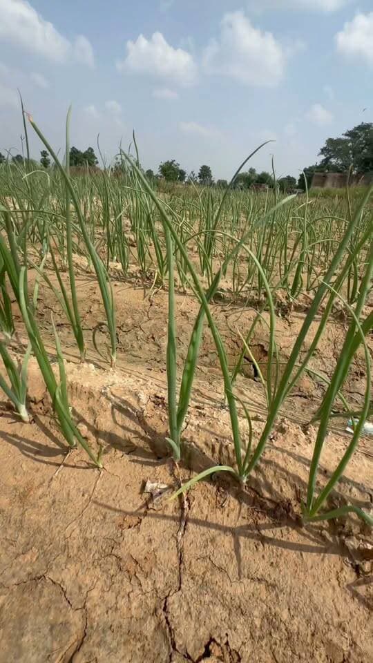 प्याज में टॉप फुटाव
#Reel #alwar #onion