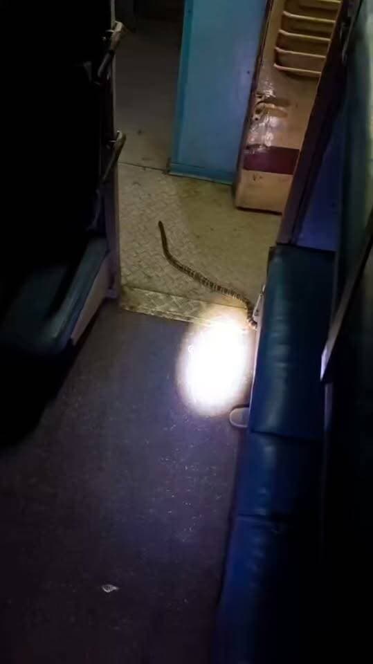 ট্রেনের কামরায় কি করে এতবড়ো সাপ
#viral #trains #snake
