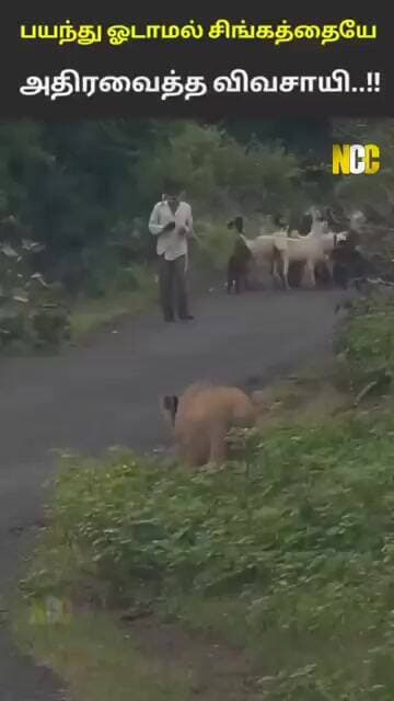 குஜராத்தில் சிங்கத்தையே அதிர வைத்து விவசாயி