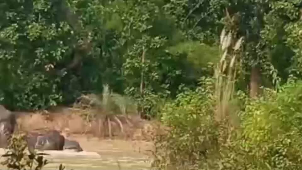 গোয়ালতোরের বাঁধের কাছে হাতির দল, ক্যামেরাবন্দি মনোরম দৃশ্য