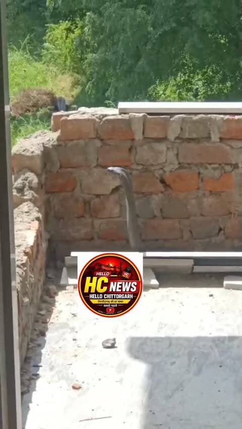 एक ही दिन में दो बार फन फैलाए नजर आया कोबरा, पिपली से धनेतकलां तक मचा हड़कंप—सर्प प्रेमी रमेश चंद्र ने दोनों सांपों का किया सुरक्षित रेस्क्यू