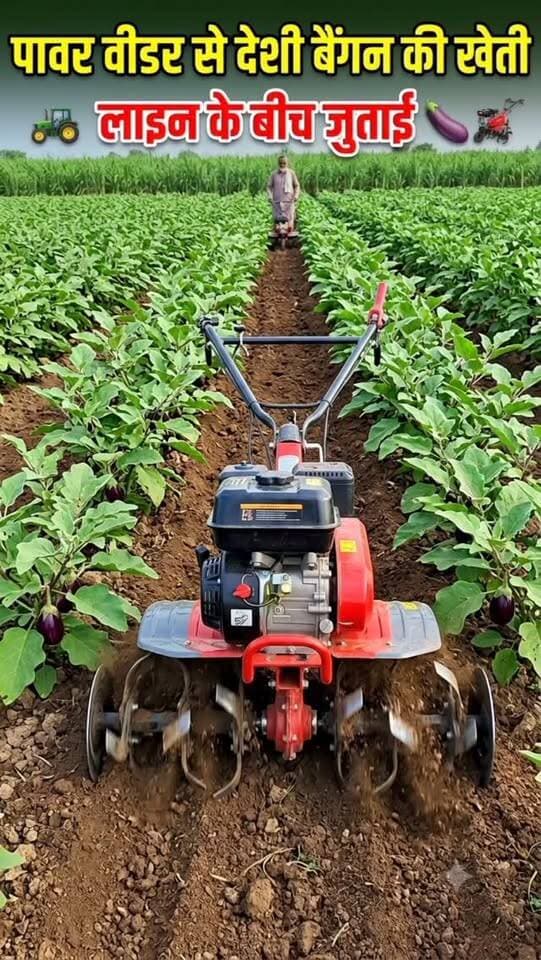 🌱 पावर वीडर से देसी बैंगन की लाइनों के बीच खेत की जुताई की जा रही है। 🚜🍆
इस वीडियो में देखें कि पावर वीडर की मदद से बैंगन की फसल के बीच की मिट्टी को कैसे भुरभुरा किया जाता है और खरपतवारों को नियंत्रित किया जाता है। खेती को आसान और बेहतर बनाने वाली इस तकनीक के बारे में जानने के लिए वीडियो पूरा देखें। 🌾👨🌾
#PowerWeeder #बैंगनकीखेती #कृषि #खेती #Farming DesiBaingan Agriculture