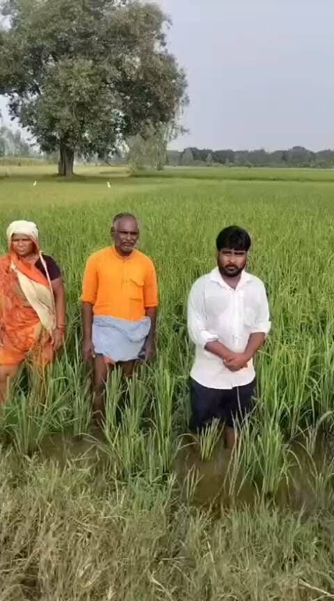 कुरारा क्षेत्र सरसई गांव का मामला. जहां अन्ना गौवंश किसानो की फसले चट कर रहे है. ग्राम प्रधान का कहना है की जिससे शिकायत करना हो करो..
District Magistrate Hamirpur up Chief Minister Office Uttar Pradesh Hamirpur Times News