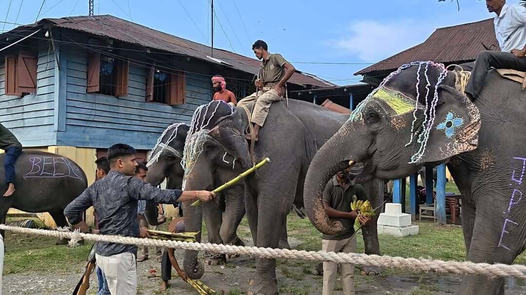যন্ত্রের পাশে পুজো পেল দেবশিল্পীর ‘বাহন’
জলদাপাড়ার পিলখানায় কুনকিদের ঘিরে অনন্য বিশ্বকর্মা বন্দনা
Bengal icon news,আলিপুরদুয়ার:কারখানায় যন্ত্রের পুজো হয়। গ্যারাজে সাজে গাড়ি। কোথাও পুজো পায় মেশিন, কোথাও কাজের সরঞ্জাম। কিন্তু জলদাপাড়ার জঙ্গলে বিশ্বকর্মা পুজোর ছবিটা একেবারেই অন্যরকম। সেখানে দেবশিল্পীর আরাধনায় যন্ত্রের পাশাপাশি পুজো পেলেন সেই প্রাণী, যাকে ঘিরেই বছরের পর বছর ধরে বনকর্মী ও মাহুতদের কর্মজীবন কুনকি হাতি।
বিশ্বকর্মা পুজোর সকালে জলদাপাড়া জাতীয় উদ্যানের বিভিন্ন পিলখানায় দেখা গেল এমনই এক ব্যতিক্রমী দৃশ্য। ধূপ-দীপ, ফুল, বেলপাতা, মন্ত্রোচ্চারণ আর আরতির মধ্য দিয়ে সাজিয়ে-গুছিয়ে পুজো করা হল বনদপ্তরের কুনকি হাতিদের। জলদাপাড়া পূর্ব রেঞ্জের পিলখানা থেকে পশ্চিম রেঞ্জের তোর্ষা ইস্ট কর্নার (টিইসি) বিট বিভিন্ন পিলখানাতেই এদিন ছিল উৎসবের আবহ।
ভোর হতেই শুরু হয়ে যায় প্রস্তুতি। মাহুতরা নিজেদের হাতে কুনকিদের স্নান করান। শরীর পরিষ্কার করে ফুল ও বেলপাতায় সাজিয়ে তোলা হয় তাদের। তারপর পুজোর থালায় ধূপ, প্রদীপ, চাল, ফুলের সঙ্গে রাখা হয় হাতিদের প্রিয় খাবারও। কলার কাঁদি, বিভিন্ন ফল, আখ থেকে শুরু করে মিষ্টান্ন সবকিছুই সাজিয়ে দেওয়া হয় তাদের সামনে। মন্ত্রোচ্চারণ ও আরতির পর সেই প্রসাদও নিজেদের হাতে খাইয়ে দেন মাহুতরা।
বীর, জোনাকি, অনুসূয়া, রায়নার মতো কুনকিদের ঘিরে এদিনের আবেগ ছিল চোখে পড়ার মতো। মাহুতদের কাছে তারা শুধু বনদপ্তরের হাতি নয়। দিনের পর দিন জঙ্গলের পথে, বিপদের মুহূর্তে, কঠিন বনসুরক্ষার কাজে এই প্রাণীগুলিই তাঁদের সঙ্গী। ফলে বিশ্বকর্মা পুজোর দিন কুনকিদের সামনে মাথা নোয়ানোর মধ্যে রয়েছে কর্মজীবনের এক গভীর সম্পর্কের প্রকাশ।
কুনকি হাতির গুরুত্ব কেবল আবেগের জায়গাতেই সীমাবদ্ধ নয়। প্রশিক্ষিত কুনকি ও মাহুতরা বনসুরক্ষা, বন্যপ্রাণীর গতিবিধি পর্যবেক্ষণ, বিপদগ্রস্ত প্রাণী উদ্ধার এবং মানুষ-বন্যপ্রাণী সংঘাত মোকাবিলার মতো নানা কাজে গুরুত্বপূর্ণ ভূমিকা পালন করেন। জলদাপাড়াতেও কুনকি হাতিদের সেই ভূমিকার একাধিক নজির রয়েছে। ২০২৫ সালের ভয়াবহ বন্যায় তোর্ষা ও মালঙ্গী নদীর জলে আটকে পড়া পাঁচটি কুনকি হাতিকে উদ্ধার করেছিলেন দুই মাহুত। সেই কাজের স্বীকৃতিতে তাঁরা গজ গৌরব পুরস্কারের জন্য নির্বাচিত হন।
তাই জলদাপাড়ার পিলখানায় বিশ্বকর্মা পুজোর এই আয়োজন নিছক একটি ধর্মীয় আচার নয়। কারও কাছে যে প্রাণী কর্মক্ষেত্রের সহচর, কারও কাছে যে প্রাণী বিপদের দিনে ভরসা সেই কুনকিদের সুস্থতা ও দীর্ঘায়ুর জন্যই এদিন প্রার্থনা করলেন মাহুতরা।
আধুনিক যন্ত্রের যুগে দাঁড়িয়ে প্রকৃতি ও মানুষের এই সম্পর্ক যেন অন্য এক বার্তা দিল। বিশ্বকর্মার পুজোয় শুধু লোহা, ইস্পাত কিংবা যন্ত্র নয় জলদাপাড়ায় সম্মান পেল জীবন্ত ‘কর্মসঙ্গী’। জঙ্গলের নীরবতার মধ্যে ধূপের গন্ধ, মন্ত্রের ধ্বনি আর কুনকিদের শান্ত উপস্থিতি মিলিয়ে তৈরি হল এক বিরল দৃশ্য। এমন দৃশ্য, যেখানে দেবশিল্পীর আরাধনায় তাঁর প্রতীকী ‘বাহন’ই হয়ে উঠল পুজোর কেন্দ্রবিন্দু।