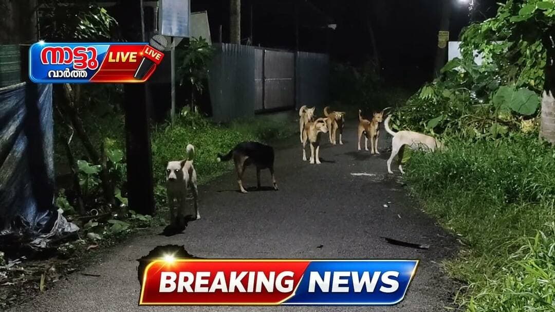 🚨 സംസ്ഥാനപാതയിൽ നായക്കൂട്ടം ‘രാജാവ്’! 🐕🔥വഴിയാത്രക്കാർ ഭീതിയിൽ