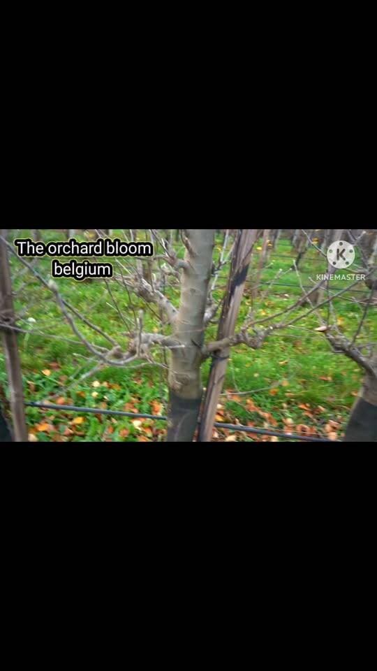 Mother plant belgum