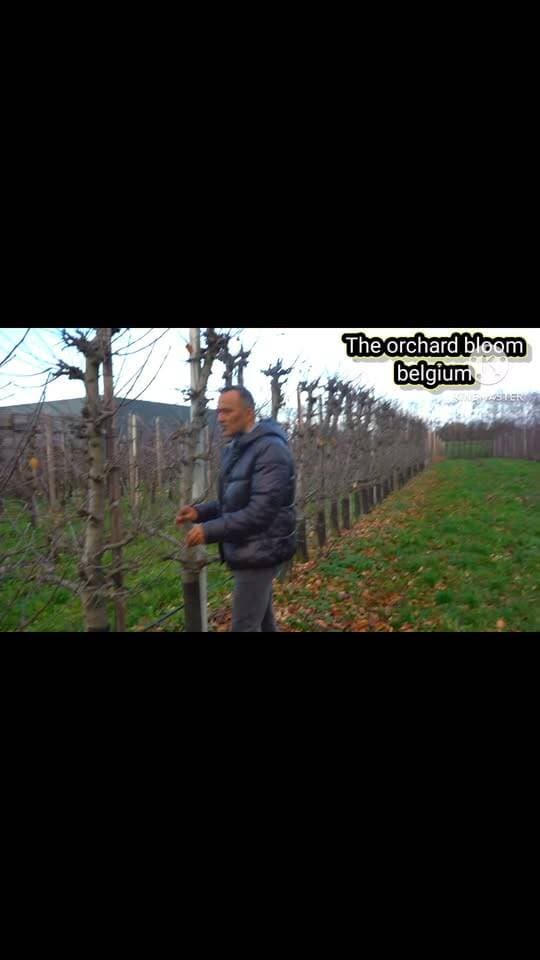 Mother orchard belgium