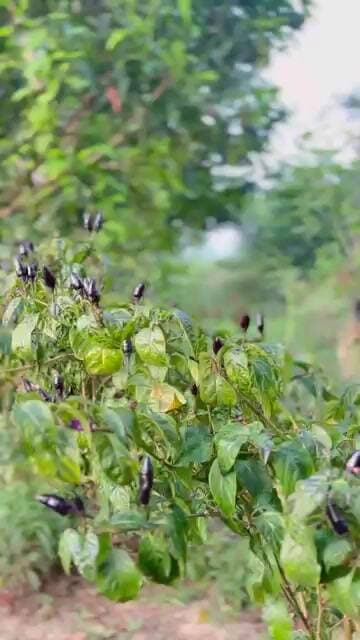 इस मिर्च का नाम क्या है ? #nawada
