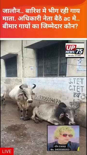 jalaun me gayo ki durdasha