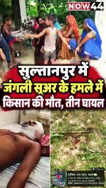 सुल्तानपुर: जंगली सूअर के हमले में किसान की मौत, तीन घायल #now44news #ytshorts #sultanpur #breaking