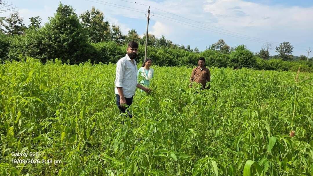 #सेवा_की_कहानी
चिया की खेती ने बदली किसान तीरथ उईके की खेती की तस्वीर
मंडला जिले के नारायणगंज विकासखंड के ग्राम बम्हनी निवासी कृषक श्री तीरथ उईके के लिए शासन की आत्मा योजना अंतर्गत आर.के.व्ही.वाई. फसल प्रदर्शन नई संभावनाओं का माध्यम बना। परंपरागत रूप से गेहूं की खेती करने वाले श्री तीरथ उईके ने योजना के माध्यम से पहली बार चिया फसल की खेती की और इससे उन्हें बेहतर आर्थिक लाभ प्राप्त हुआ।
वर्ष 2025-26 के रबी मौसम में उन्होंने 2 एकड़ भूमि में चिया की खेती की। कृषक के अनुसार लगभग 10 हजार रुपए की लागत से उन्हें करीब 1.50 लाख रुपए का मुनाफा प्राप्त हुआ। चिया की खेती से मिले इस लाभ ने उनका खेती के प्रति उत्साह और विश्वास बढ़ाया।
रबी मौसम में मिले अच्छे परिणाम के बाद श्री तीरथ उईके ने वर्ष 2026 के खरीफ मौसम में भी लगभग 4 एकड़ क्षेत्र में चिया की खेती की। अब वे पारंपरिक फसलों के साथ चिया जैसी लाभकारी फसलों को अपनाकर अपनी कृषि आय बढ़ाने की दिशा में आगे बढ़ रहे हैं।
श्री तीरथ उईके बताते हैं कि आत्मा योजना के माध्यम से मिले तकनीकी मार्गदर्शन और फसल प्रदर्शन से उन्हें नई फसल अपनाने का अवसर मिला। उनका कहना है कि पहले जिस खेत में गेहूं की खेती करते थे, उसी खेत में चिया की खेती से उन्हें अच्छा आर्थिक लाभ मिला है।
श्री तीरथ उईके ने शासन के प्रति आभार व्यक्त करते हुए कहा कि चिया जैसी लाभकारी फसलों की खेती के लिए मिलने वाली जानकारी और मार्गदर्शन से किसानों को खेती में नए प्रयोग करने का हौसला मिलता है। उन्होंने अन्य किसानों से भी बाजार की मांग और तकनीकी सलाह के अनुसार लाभकारी फसलों को अपनाने की अपील की।
कृषकों को नवीन एवं लाभकारी फसलों के लिए प्रोत्साहित करने के उद्देश्य से आत्मा किसान कल्याण तथा कृषि विकास विभाग द्वारा निरंतर तकनीकी मार्गदर्शन दिया जा रहा है। जिला कलेक्टर श्री राहुल नामदेव धोटे के निर्देशन एवं उपसंचालक कृषि श्री अश्वनी झारिया के मार्गदर्शन में किसानों को चिया सहित अन्य औषधीय एवं लाभकारी फसलों के उत्पादन के लिए प्रोत्साहित किया जा रहा है।
श्री तीरथ उईके की कहानी बताती है कि शासन की योजनाओं से मिलने वाला तकनीकी मार्गदर्शन और फसल प्रदर्शन किसानों को पारंपरिक खेती से आगे बढ़कर नई फसलों को अपनाने तथा कृषि से बेहतर आय के अवसर तलाशने में मदद कर सकता है।
Jansampark Madhya Pradesh
CM Madhya Pradesh
Jabalpur Commissioner
Department of Agriculture, Madhya Pradesh